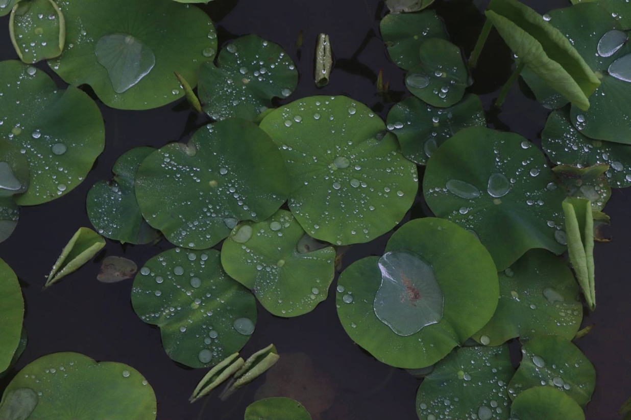 梅雨入り