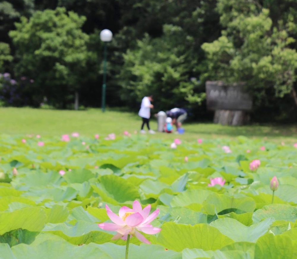 蓮の花