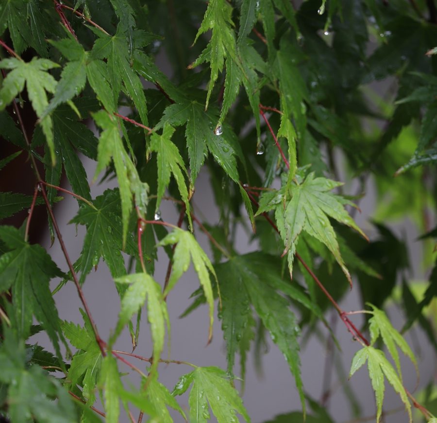 雨の日ならでは