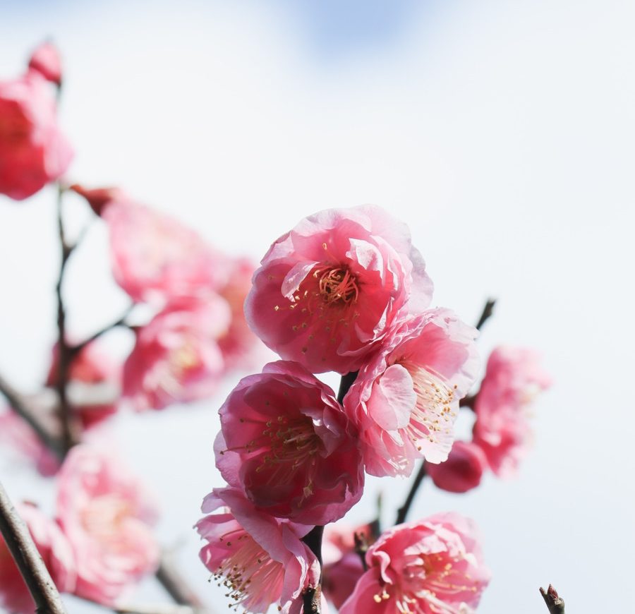 梅の花